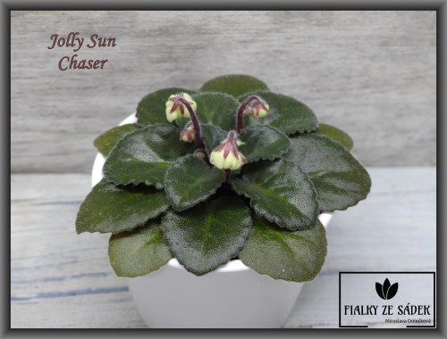 Jolly Sun Chaser